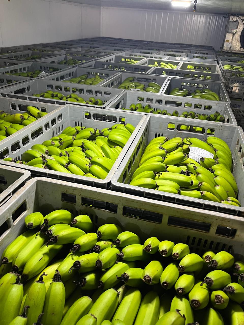 Climatização e maturação